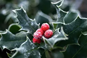 Aquifolium: Holly