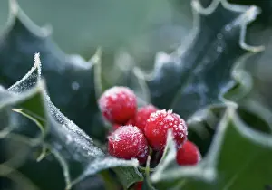 Aquifolium: Holly