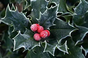 Aquifolium: Holly