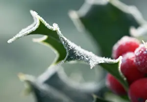 Aquifolium: Holly