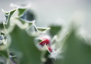 Aquifolium: Holly