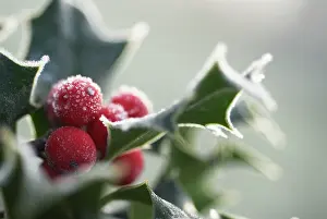Aquifolium: Holly