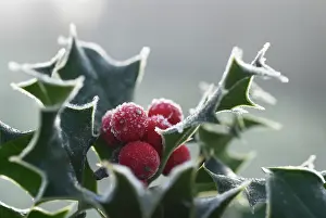 Aquifolium: Holly