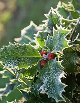 Sprig: Holly
