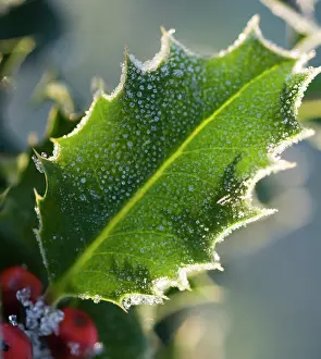 Aquifolium: Holly