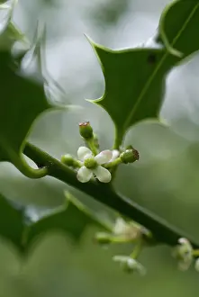 Aquifolium: Holly