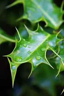 Aquifolium: Holly