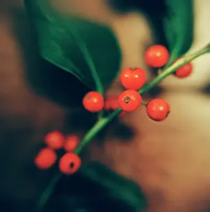 Aquifolium: Holly