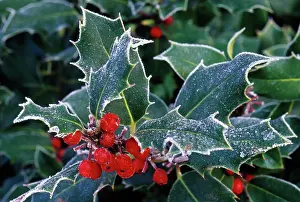 Aquifolium: Holly