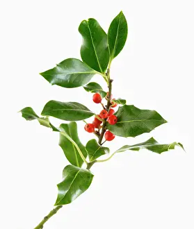 Aquifolium: Holly
