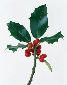 Aquifolium: Holly