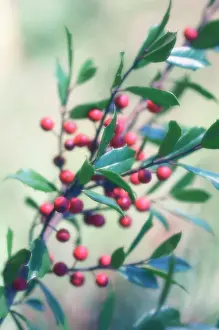 Aquifolium: Holly