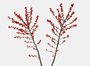 Aquifolium: Holly