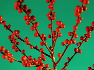 Aquifolium: Holly