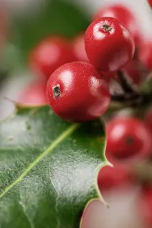 Ilex: Holly
