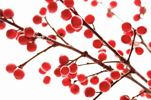 Ilex: Holly