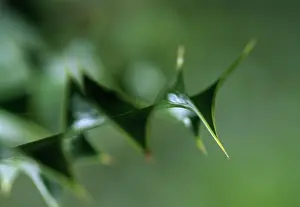 Ilex: Holly