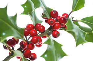 Ilex: Holly