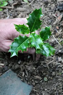 Ilex: Holly