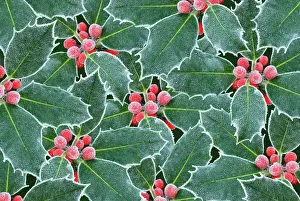 Ilex: Holly