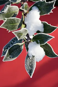 Ilex: Holly