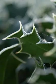 Ilex: Holly