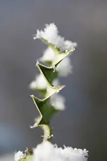 Ilex: Holly