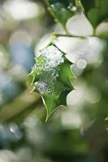 Ilex: Holly