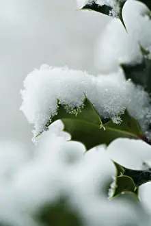 Ilex: Holly