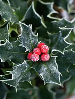Ilex: Holly