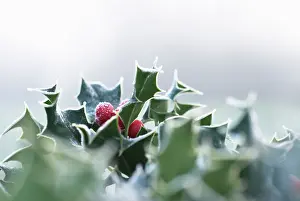 Ilex: Holly