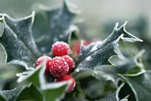 Ilex: Holly
