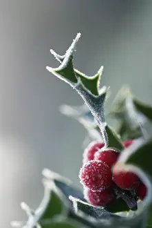 Ilex: Holly