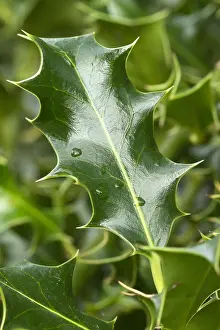 Ilex: Holly (Ilex aquifolium)
