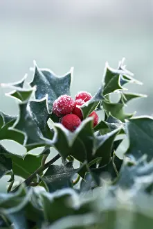 Energy: Holly