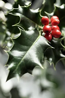 Sprig: Holly, Ilex aquifolium, Close front view of a sprig