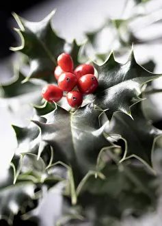 Sprig: Holly, Ilex aquifolium, Close front view of a sprig
