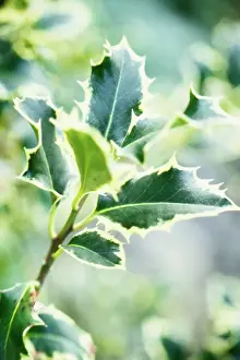 Aquifolium: Holly