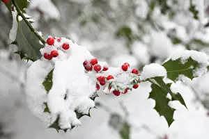 Aquifolium: Holly