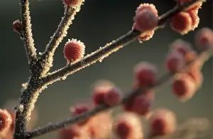 Ilex: Holly