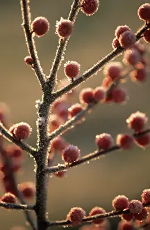 Ilex: Holly