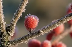 Ilex: Holly