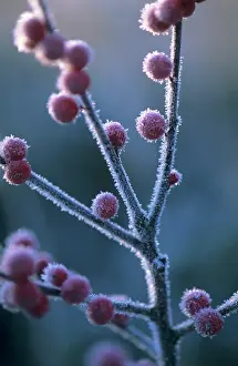 Ilex: Holly