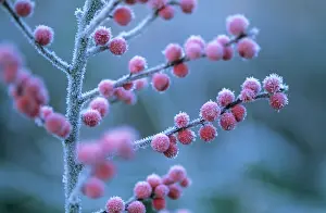 Ilex: Holly