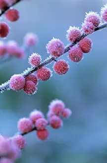 Ilex: Holly