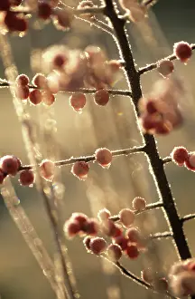 Ilex: Holly