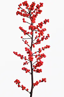 Verticillata: Holly