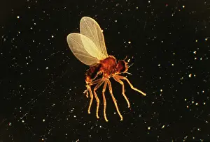 Emma Coghlan: Holly Leaf MINER