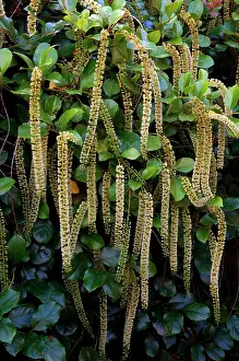 Catkin: Holly Leaf Sweetspire - an evergreen bushy shrub