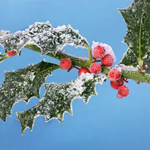 Berrys: Holly - leaves & berrys covered in frost